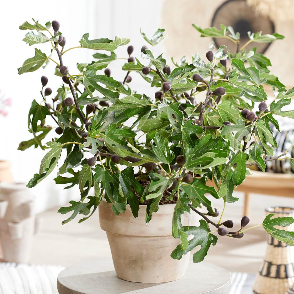YouGarden Ficus 'Little Miss Figgy', Dwarf Fig Tree, 3 Litre Potted, Ready to Plant, Hardy and Compact, Great for Small Gardens and Patio Pots
