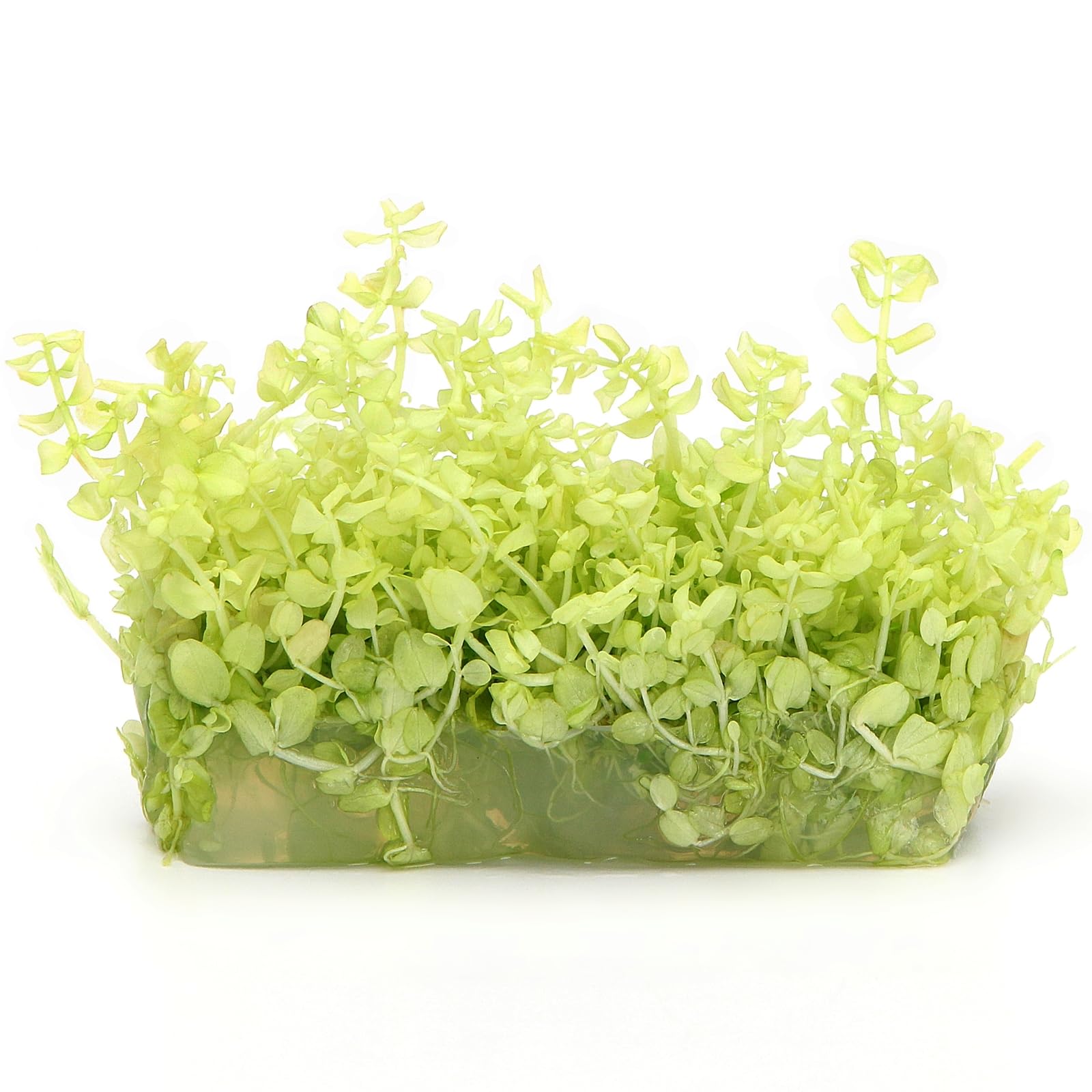Micranthemum Tweedei Monte Carlo Pearl White in Vitro Live Aquarium Plant Variegated Foreground Midground for Tropical Tank K2aqua