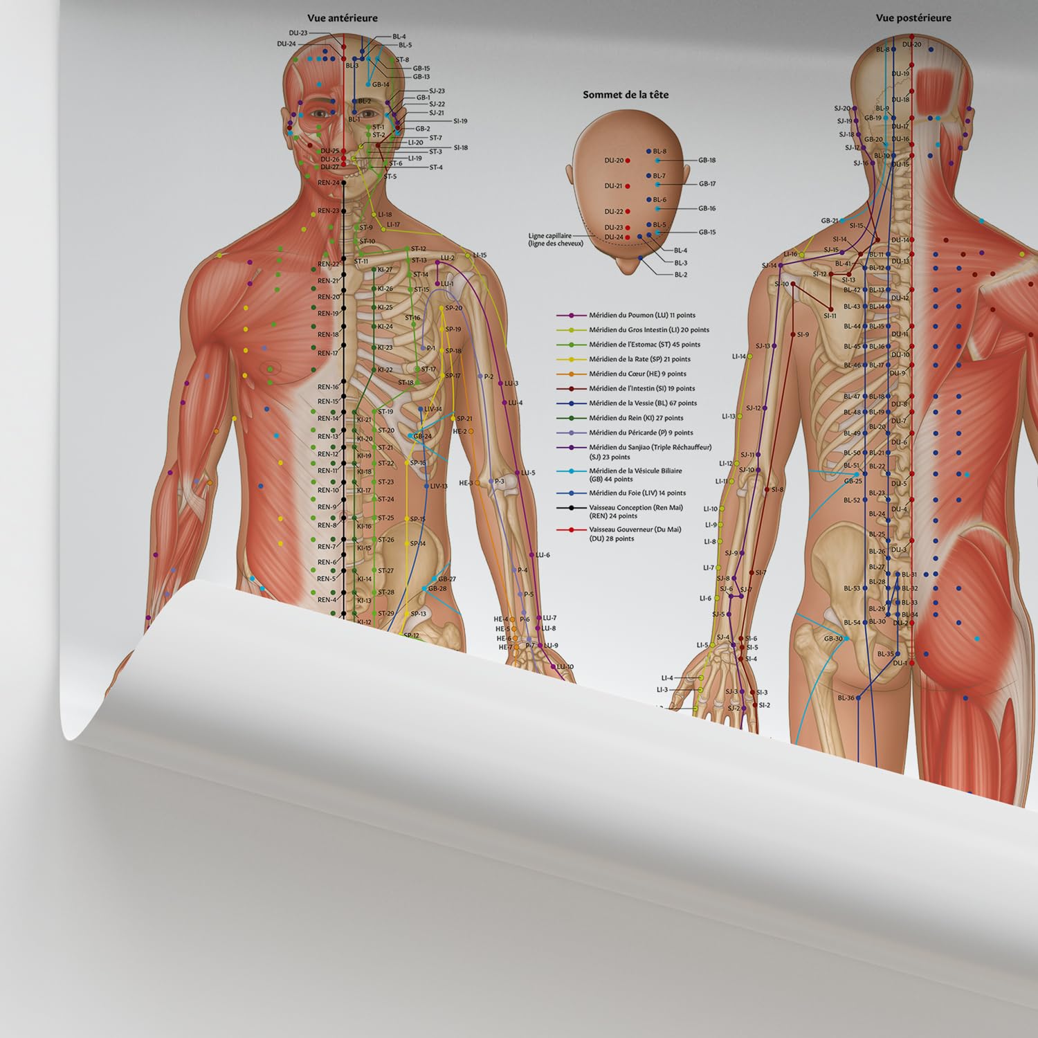 Anatomy Stuff Affiche des Points d’Acupuncture, FRANÇAIS, 45 x 60 cm / 18 x 24 pouces, Diagramme des Points d’Acupuncture