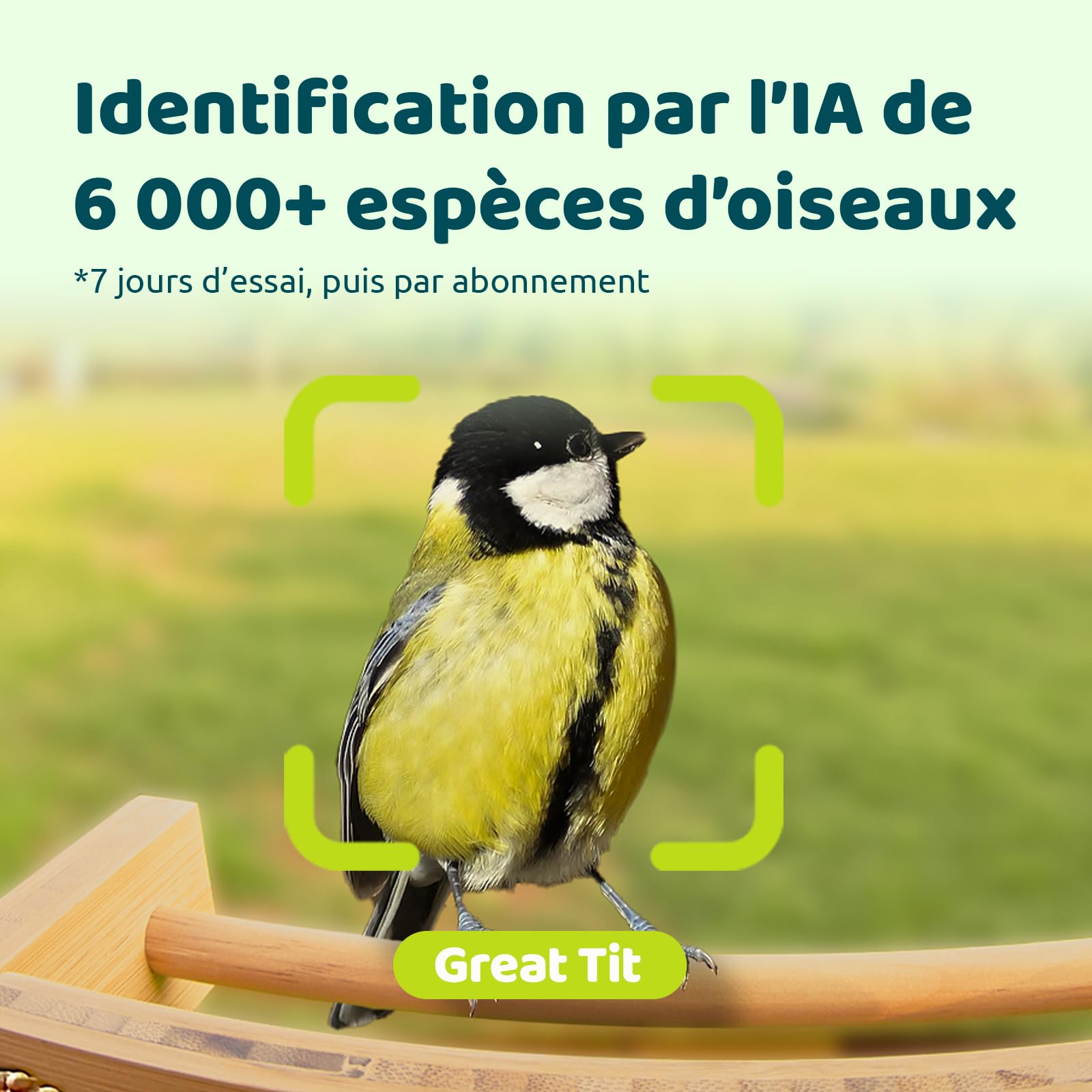 Netvue Birdfy Mangeoire Oiseaux Bambou Caméra Solaire Vision Nocturne Capture Auto Images Vidéos Notification