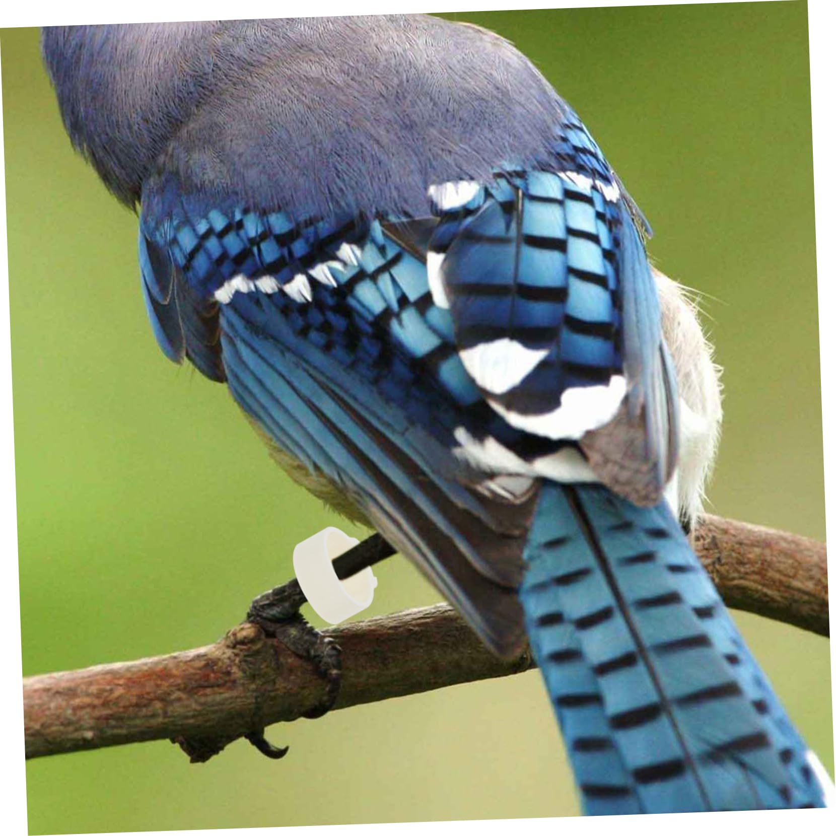 BESPORTBLE 1200pezzi Anelli Identificazione Uccelli Anelli per Zampe di Pappagalli e Piccioni Confezione Colorata Facili da Applicare e Rimuovere Resistenti e Leggeri Adatti Vari Uccelli