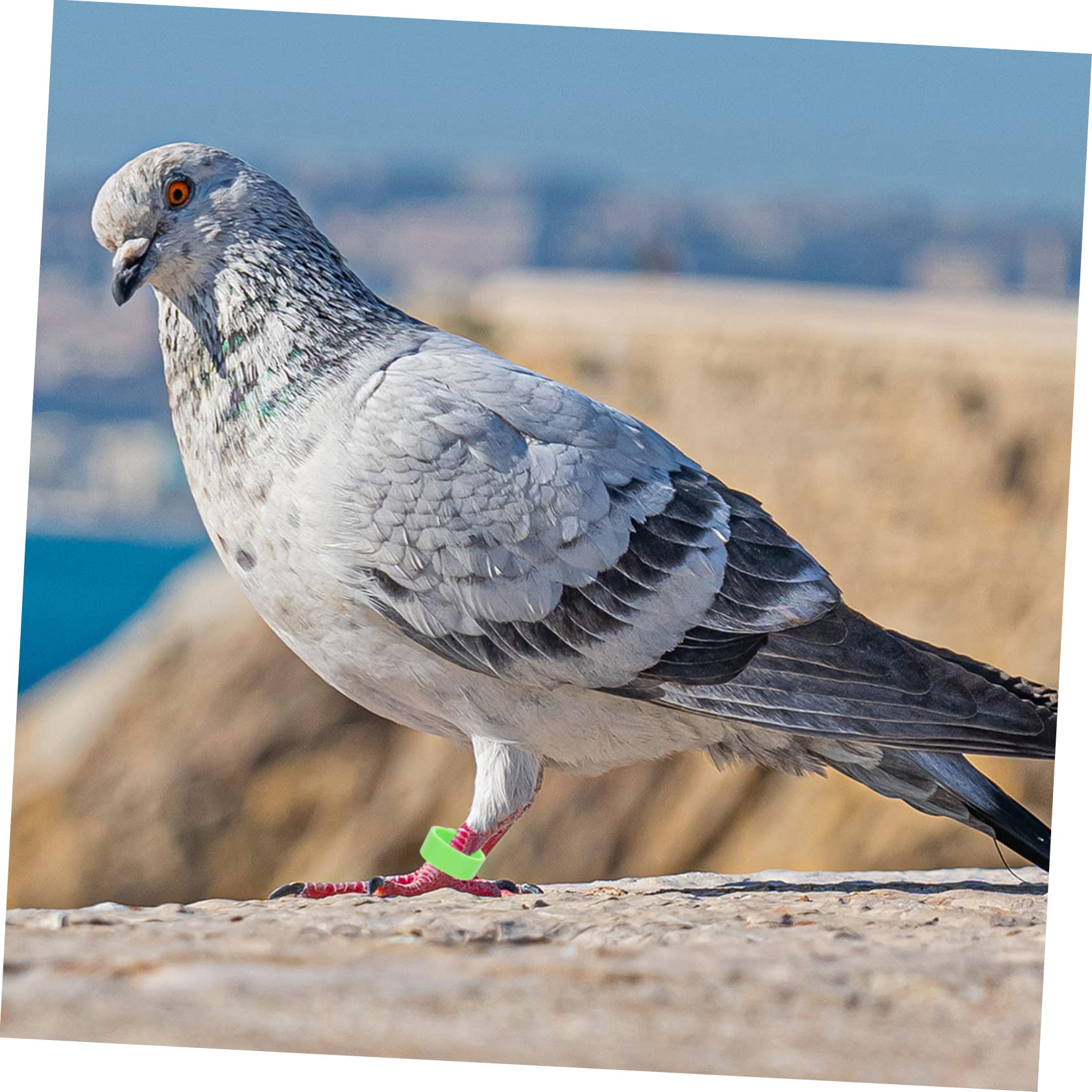 FRCOLOR 1200pezzi Fasce per Zampe di Uccelli Anelli di Classificazione per Piccioni e Pollame Leggeri e Sicuri Facili da Usare per Identificare Diverse Razze di Uccelli