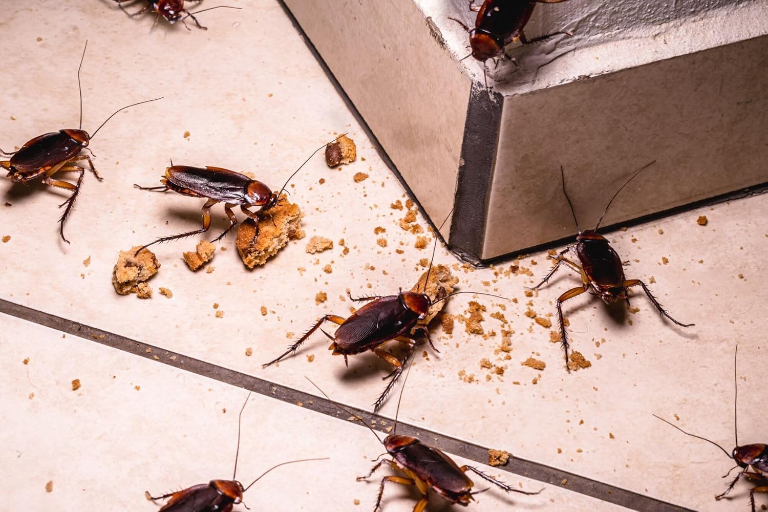 Preben Laca Insecticida contra Cucarachas, Hormigas, Tijeretas y Otros Insectos x1 MUY EFICAZ - Aerosol de 600 ml | Uso en Interior y Exterior | Acción de Contacto hasta 1 año | Nexum Market