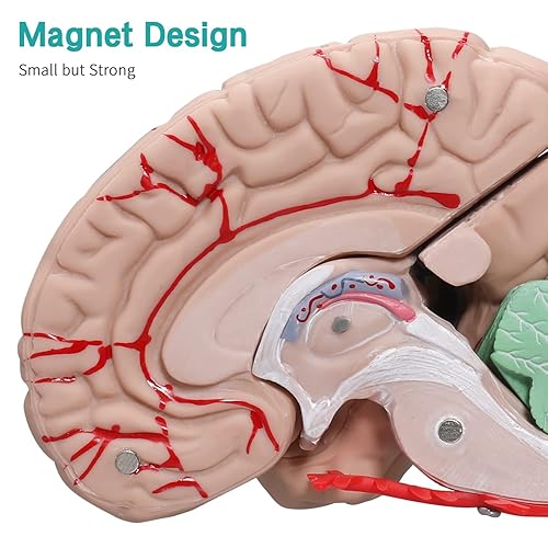 Miniatura 4 de LVCHEN Modelo de cerebro humano - Modelo anatómico cerebral de tamaño real con arterias desmontable 8 piezas para aula de ciencias, neurociencia