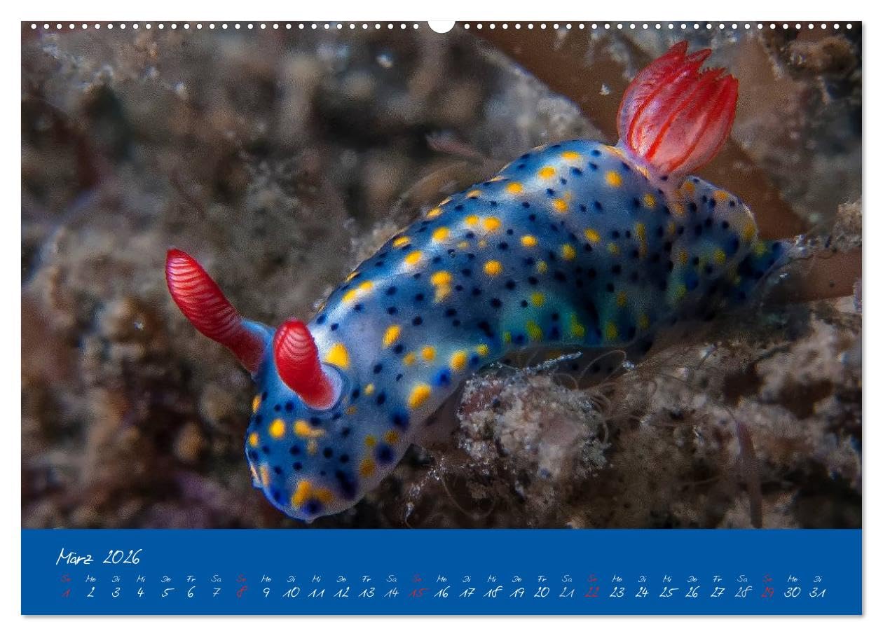 Meer sehen - Abenteuer Tauchen (Wandkalender 2026 DIN A2 quer), CALVENDO Monatskalender: Faszinierende Unterwasseraufnahmen von den Bewohnern tropischer Korallenriffe