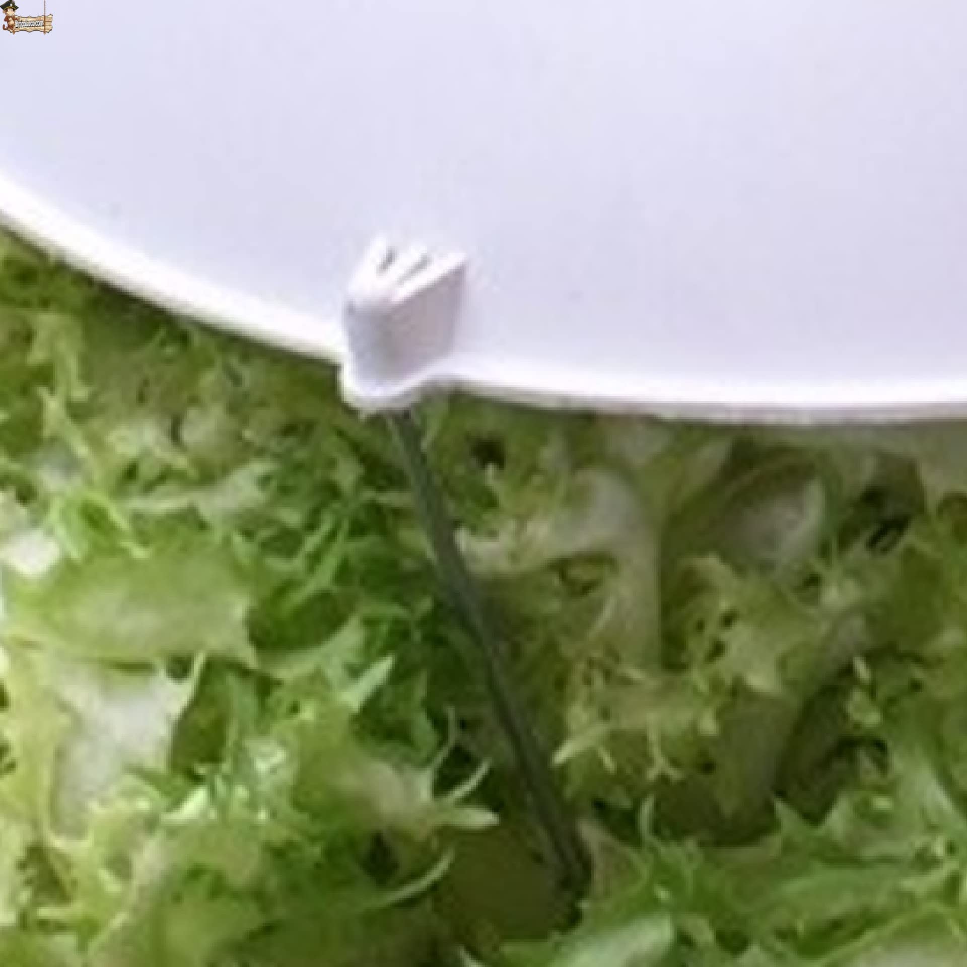 BricoLoco.com Czapka z kapeluszem obejmuje szkarolę, sałatę, ogród warzywny. Wielokrotnego użytku !!! 29,5 cms. pąki kapusty, warzywa i rośliny. Wybielacz szkarola. (5)