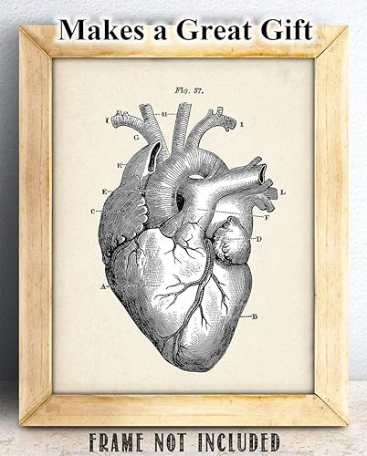 Miniatura 6 de Anatomical Heart - Impresión artística de anatomía sin marco de 11 x 14 pulgadas, póster de anatomía vintage para médicos, enfermeras, estudiantes