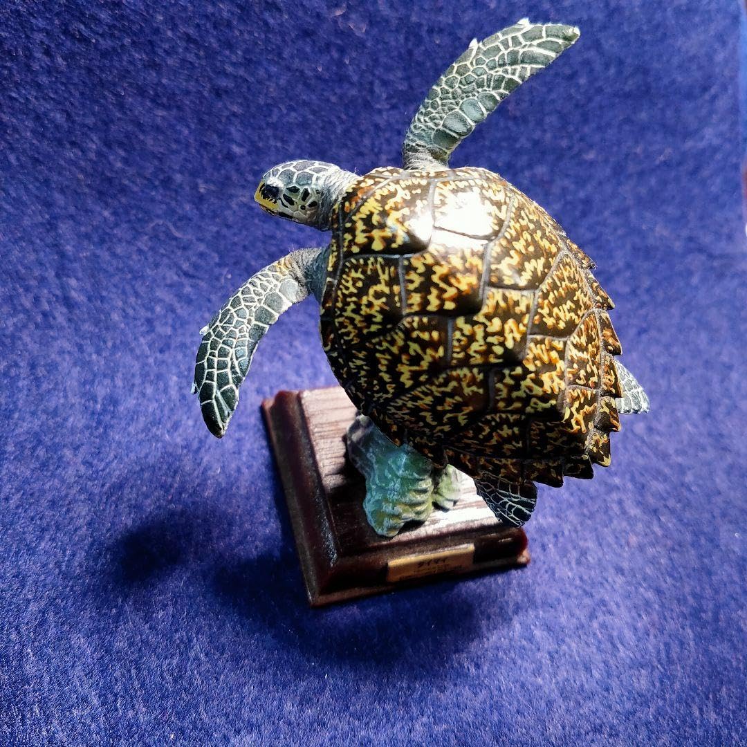 Amazon.co.jp: ネイチャーテクニカラー タイマイ 日本のかめ 亀