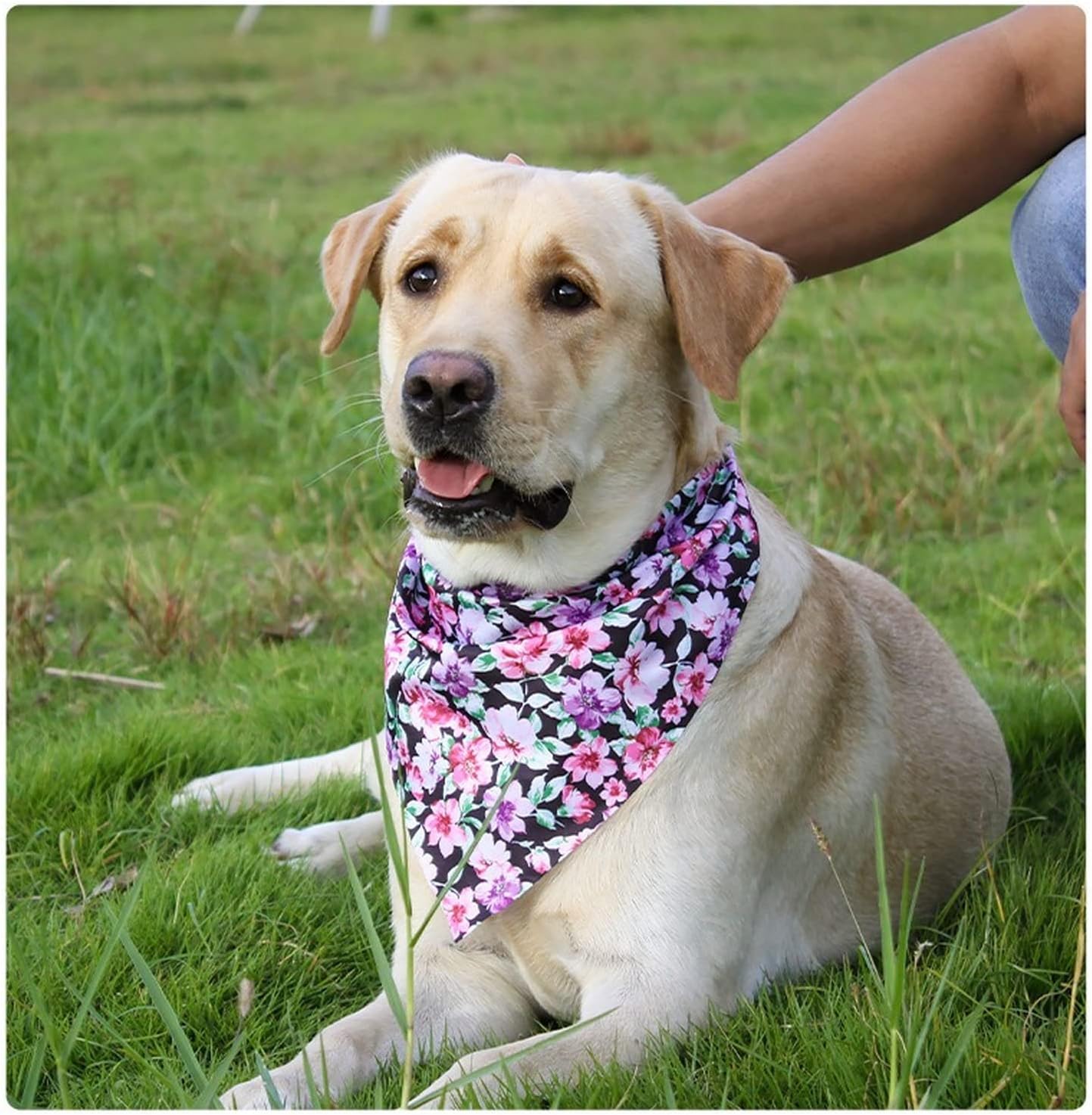 Dog Harness Leash Set Adjustable Collar for Daily Dogs Outdoor Walking Running Training Pet Vest Harness & Leash& Bag,Harness Set for Small Medium & Large Dogs (Small,Black)