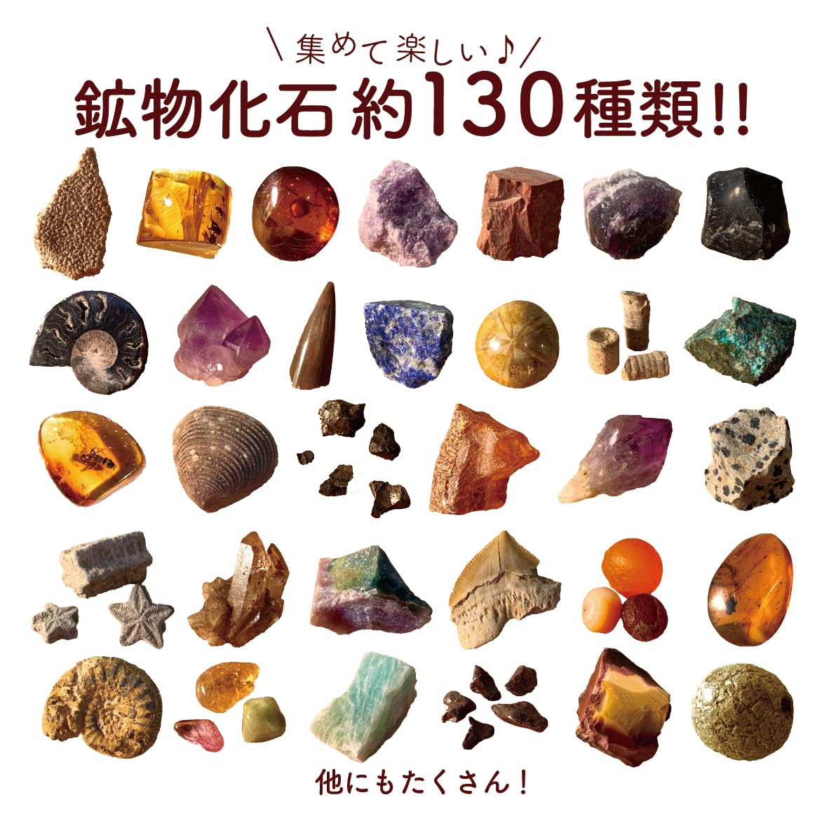 隕石 ？化石？ 木箱あり 【公式通販】