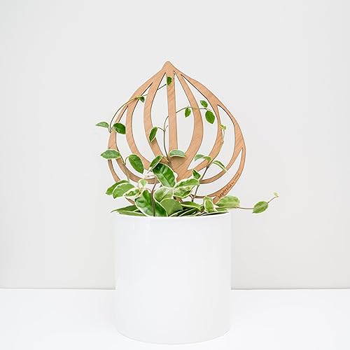 Treleaf Peptrella Watermelon Peperomia Inspired Wooden Trellis – Petite Size