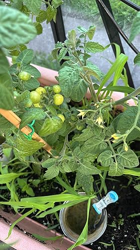 Compo Bio Tomaten Langzeit-Dnger