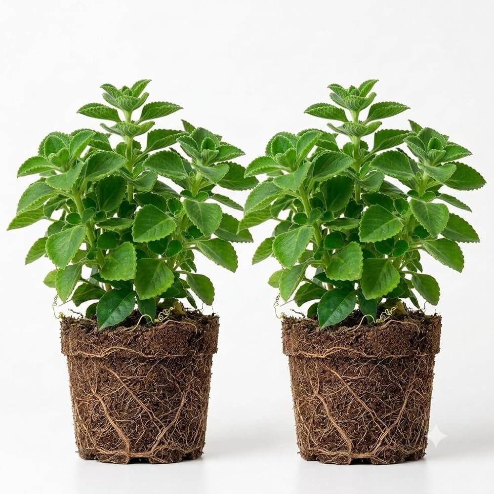 Guyanese Fine Leaf Thyme Plant