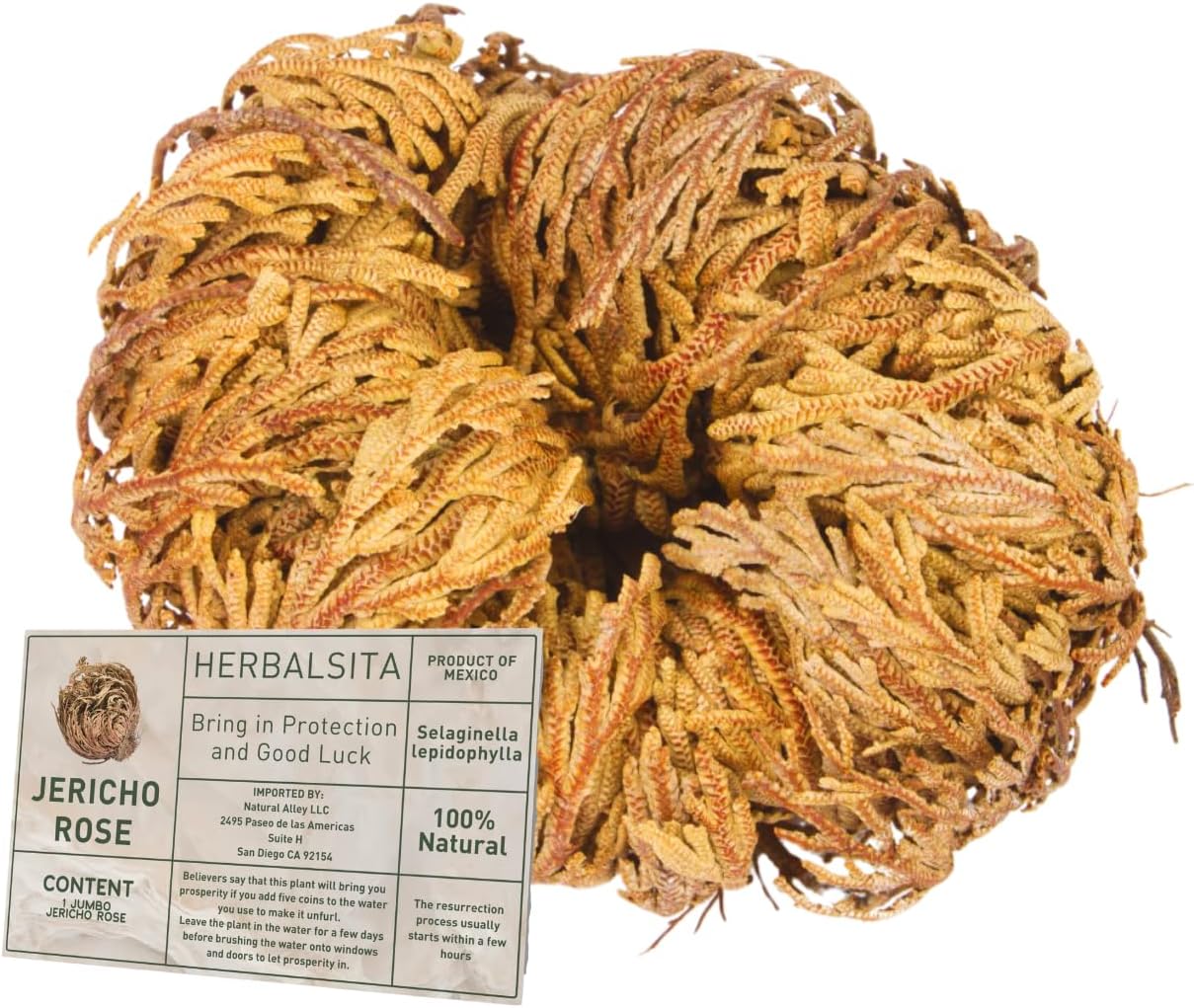 1 Big Size (2.5''-3.5'') Jericho Flower - Large Premium Rosa de Jericó (Resurrection Plant) – Symbol of Prosperity & Abundance, Ideal for Home Decor & Spiritual Healing