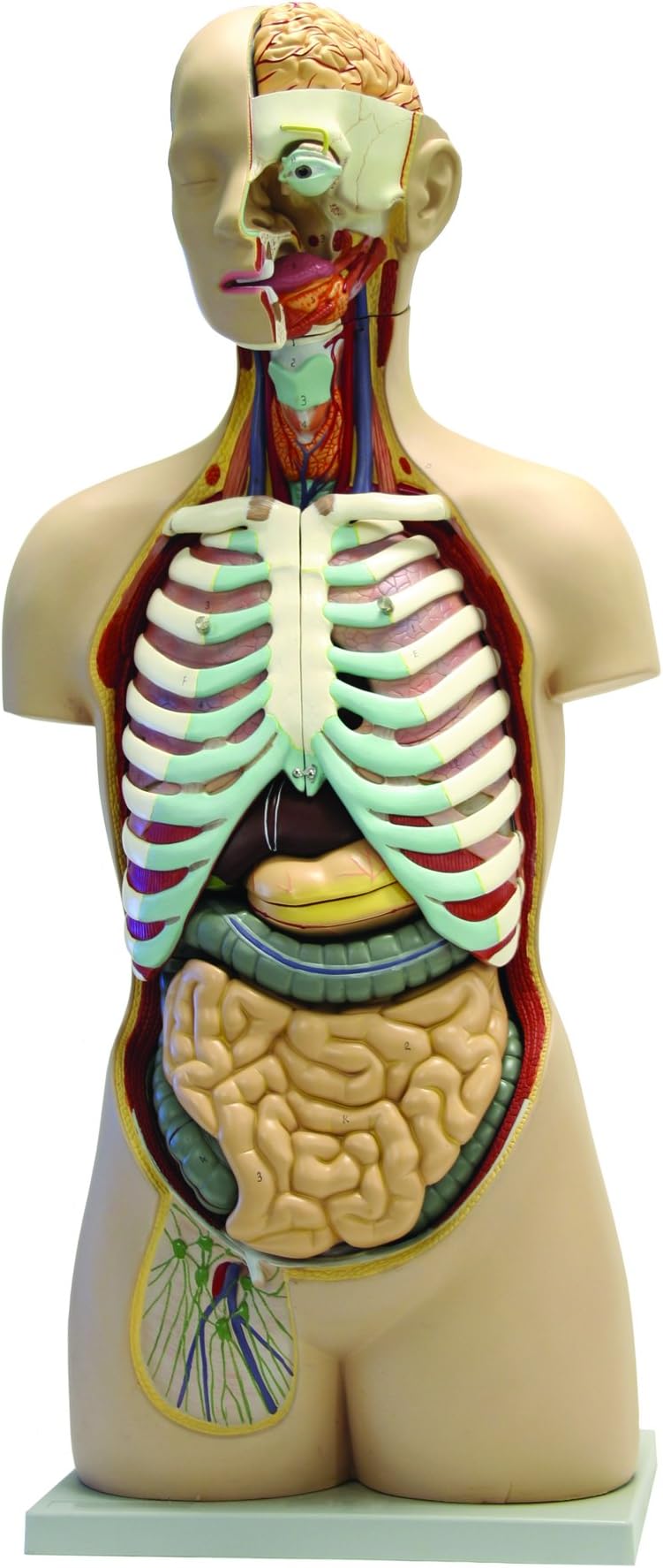 Walter Products B10107 Human Torso Model, 17-Part, Life Size 85 cm, Sexless