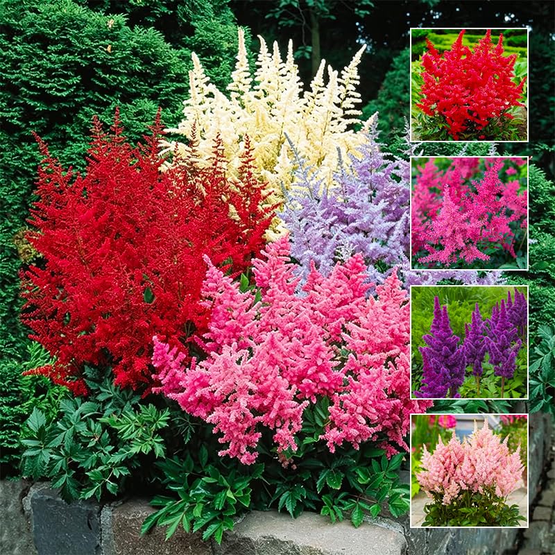 1200Pcs Mix Bunter Astilbe Seeds - Perennial Shade Tolerant Flower Seeds Attracts Bees and Butterflies
