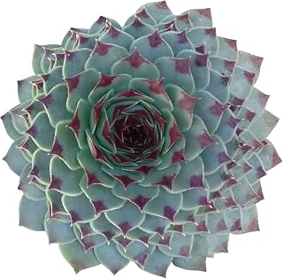 Live Succulent 2 inch Sempervivum Calcareum Tectorum Houseleek - Succulents Plants Live - Live, Healthy Succulents - Unique Succulent Gift Ideas - Easy to Care Succulents for Beginners