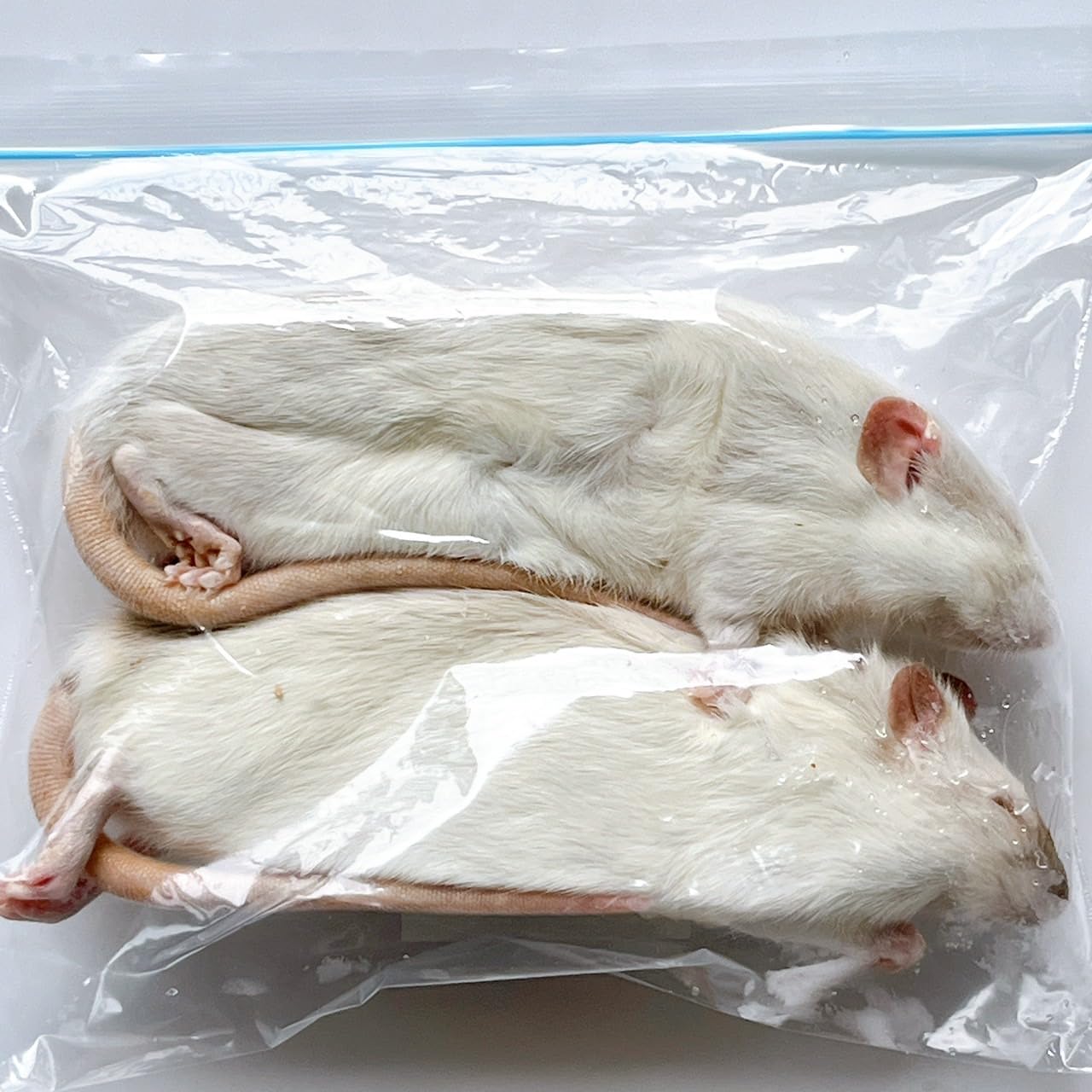 Amazon | 国産冷凍ラット (アダルトLL ～260g 2匹入り) | 冷凍ラット