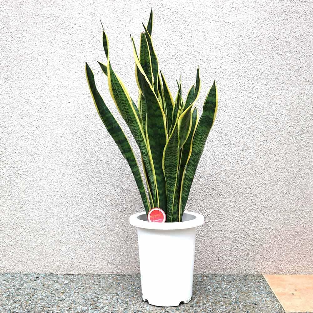 サンスベリア ローレンティー 7号鉢サイズ 鉢植え サンセベリア