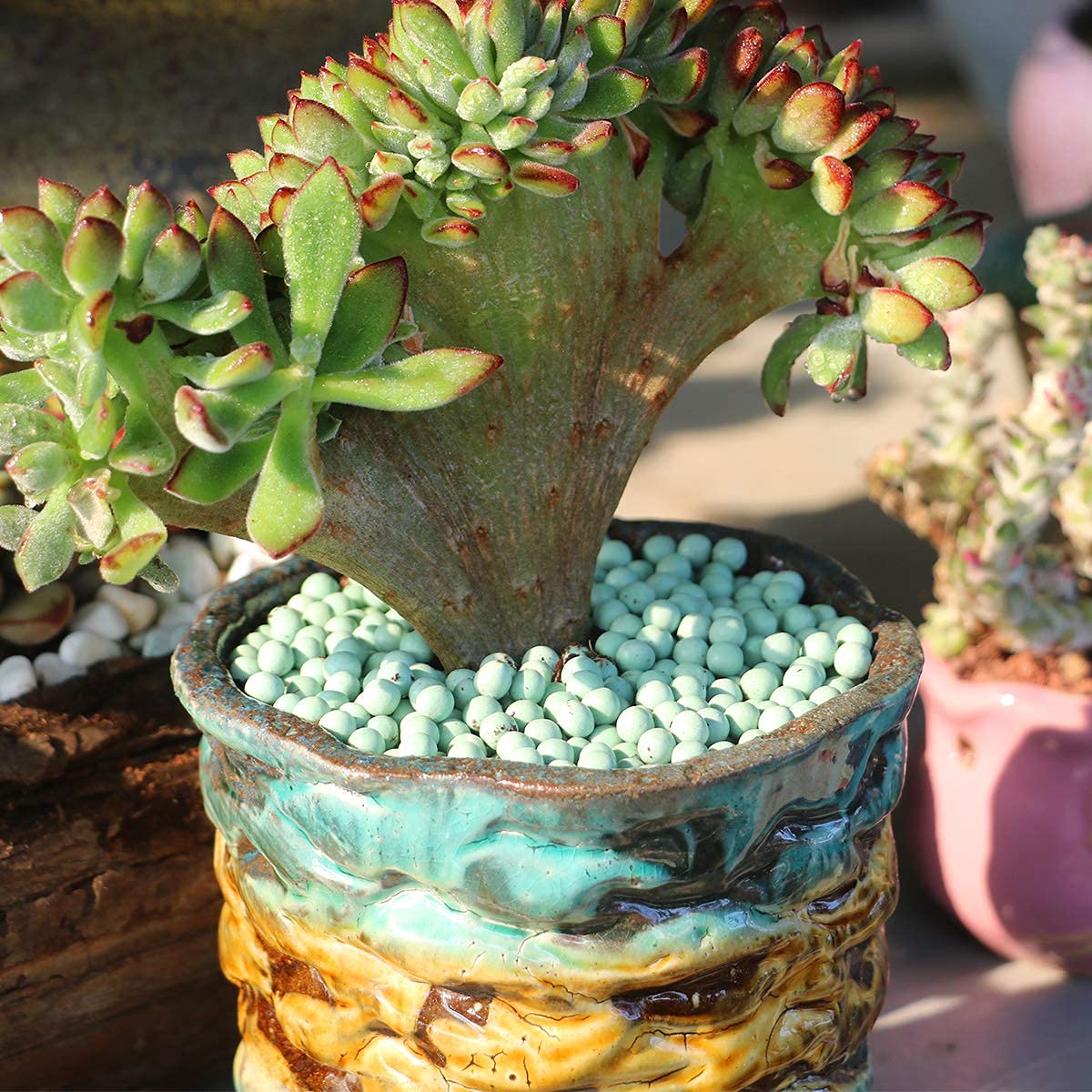 tiger jaws succulent Faucaria Tigrina (Tiger Jaws) – Kesslers Cacti