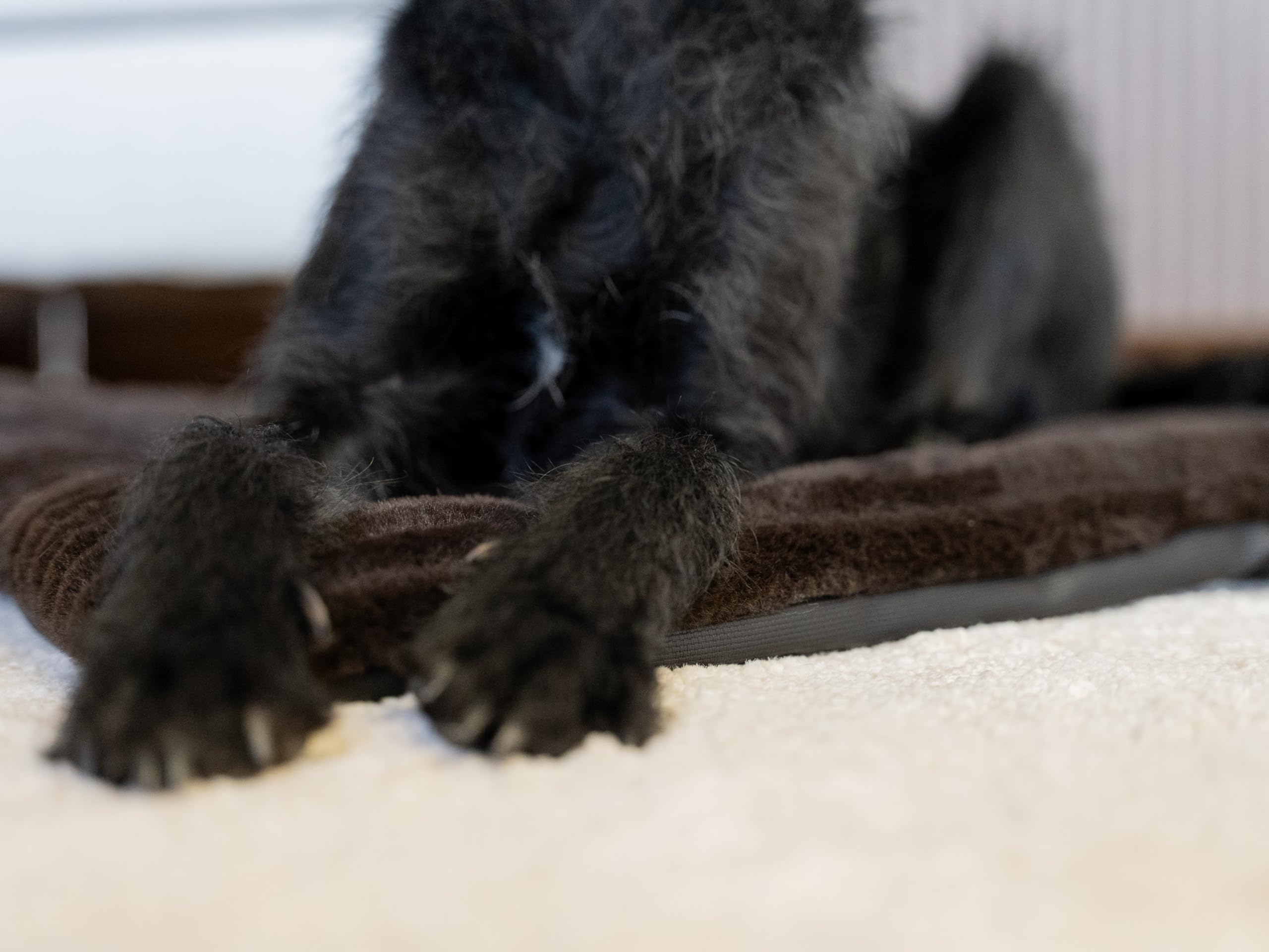 TrendPet Harmony Flex 4cm gefütterte Hundedecke mit schmutzunempfindlicher Unterseite, Katzendecke, Liegedecke für Hunde und Katzen