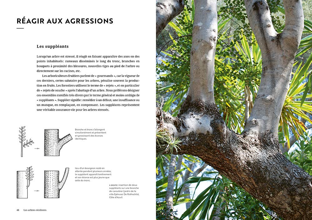 Face aux arbres: Apprendre à les observer pour les comprendre