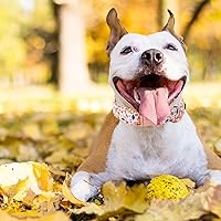 Vista 250 de Unique Style Paws - Collar rosa con hebilla de metal, duradero y lindo para perros pequeños a grandes