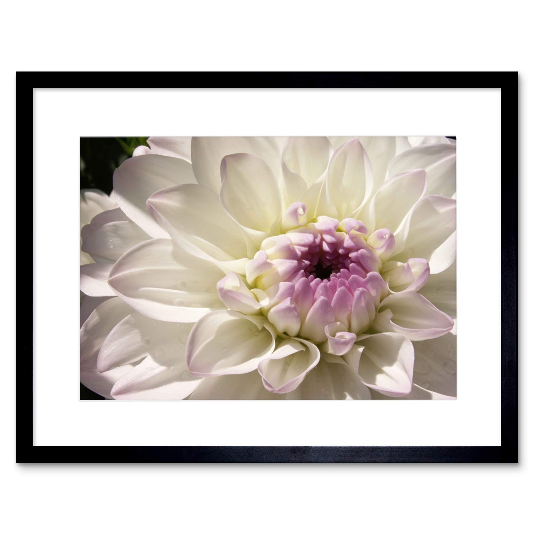 Wee Blue Coo Photo Composition Macro Close Up White Flower Petals Framed Wall Art Print