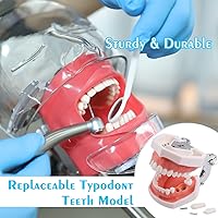 Vista 4 de ANNWAH Simulador de boca Phantom Head Teaching Head Modelo Fix on Table Modelo de diente Typodont reemplazable Ajuste de 360 grados para dentistas