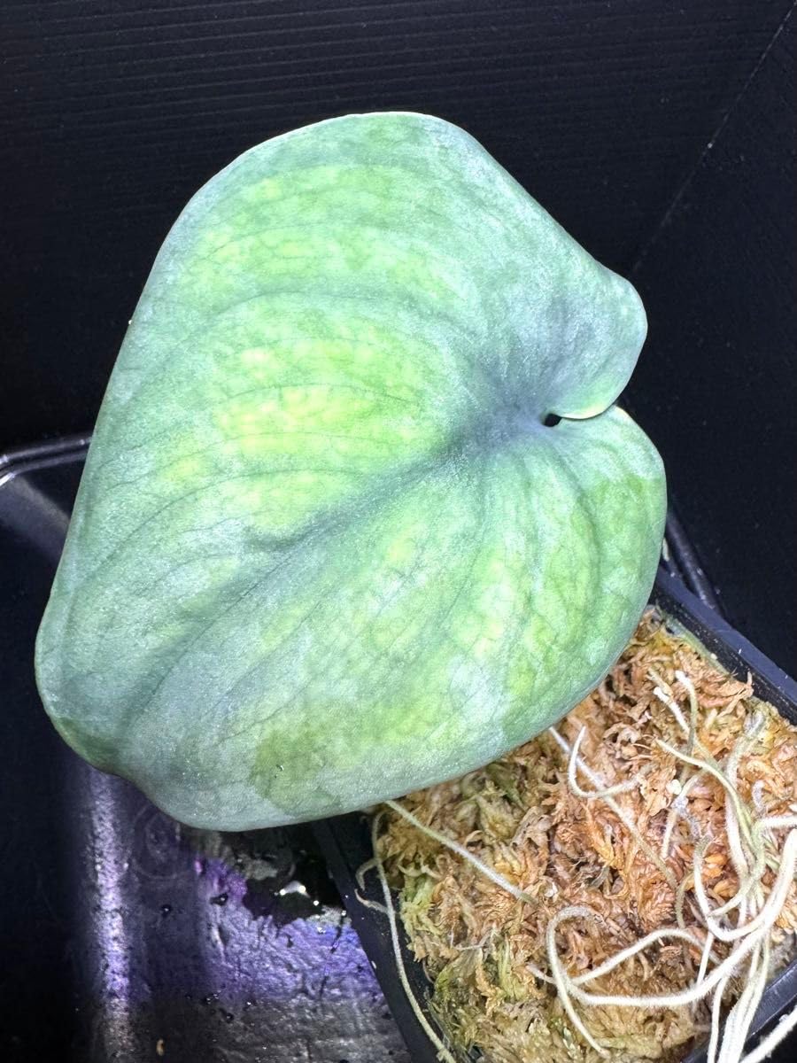 超レア Scindapus Silver dragon❣️スキンダプサス