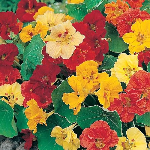 Capuchina, semillas de mezcla de doble brillo, 100 semillas, flor hermosa recién cosechada