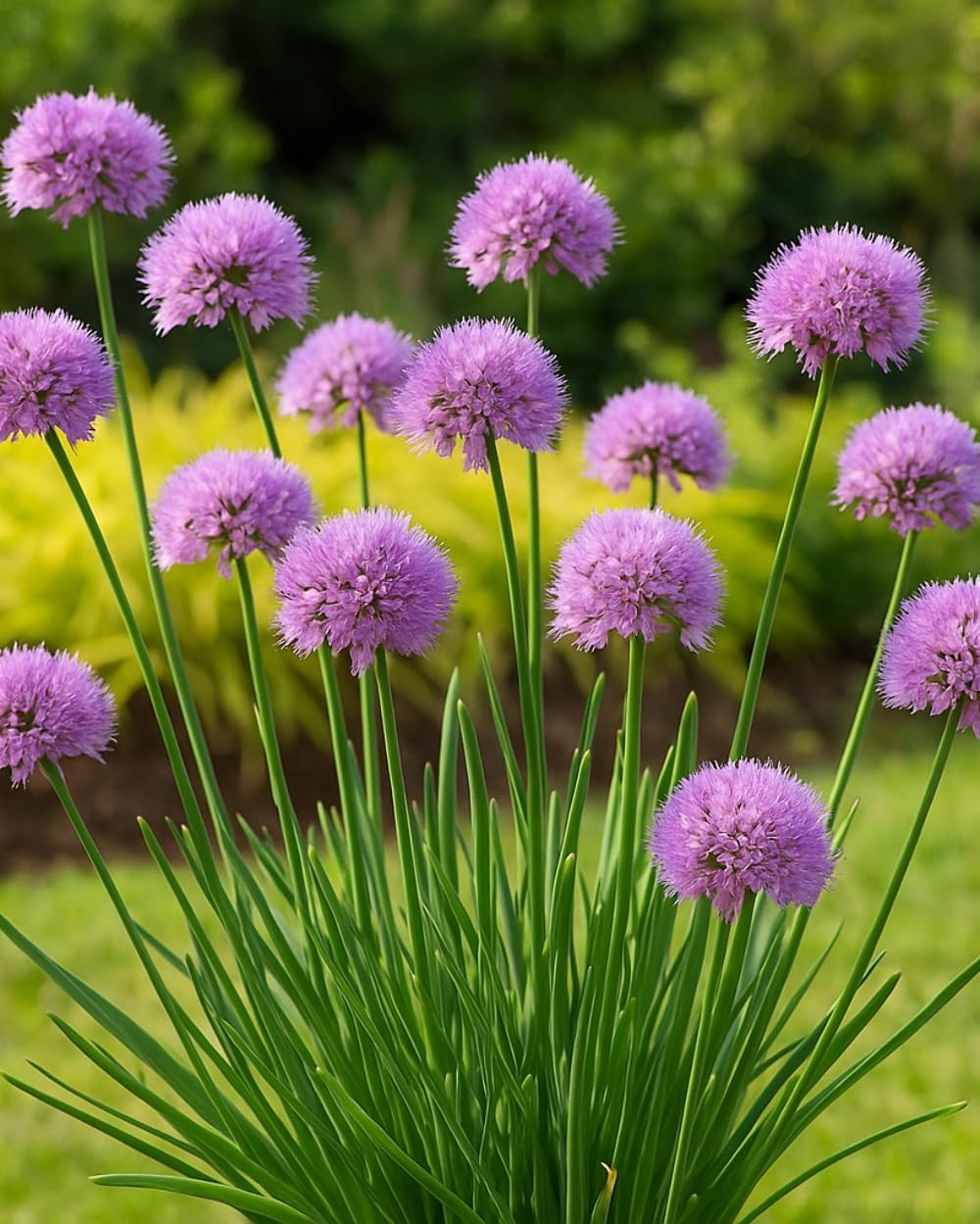 Perennial Farm Allium Christophii (Star of Persia) – Live Ornamental Onion in #1 Container, Large Silvery-Lavender Starburst Blooms, Drought Tolerant, Deer Resistant, Great for Borders & Cut Gardens