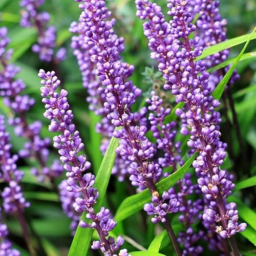 Plant Theory Big Blue Lily-Turf Perennials Flowering Plants Liriope Muscari 2L Pot