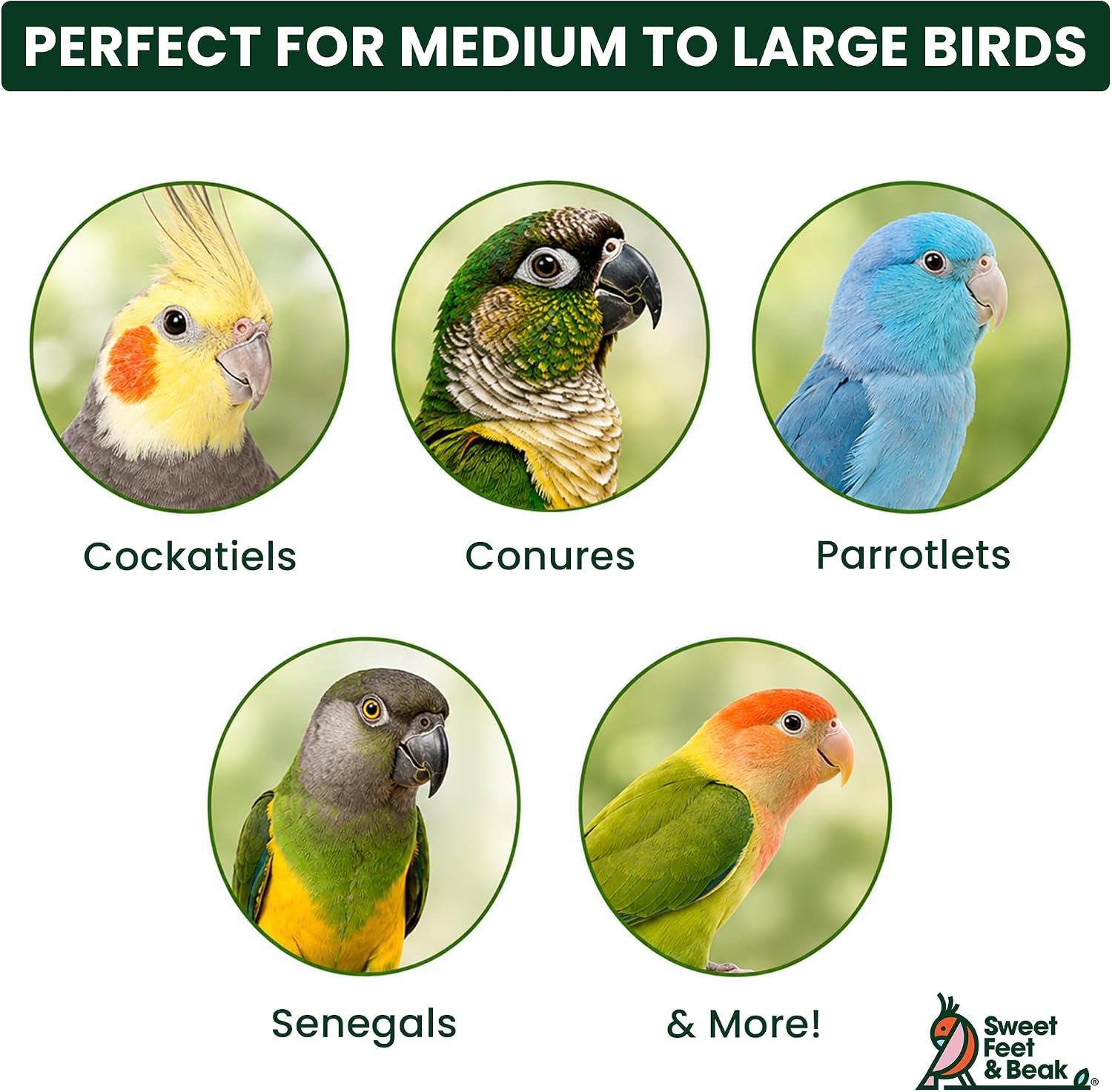 Sweet Feet and Beak Chew Popper – Bird Proof Cockatiel Foraging Toys and Chewing Bird Toys for Parakeets – Refillable Plastic Container with Colorful Wooden Sticks – Durable & Large Size image 4