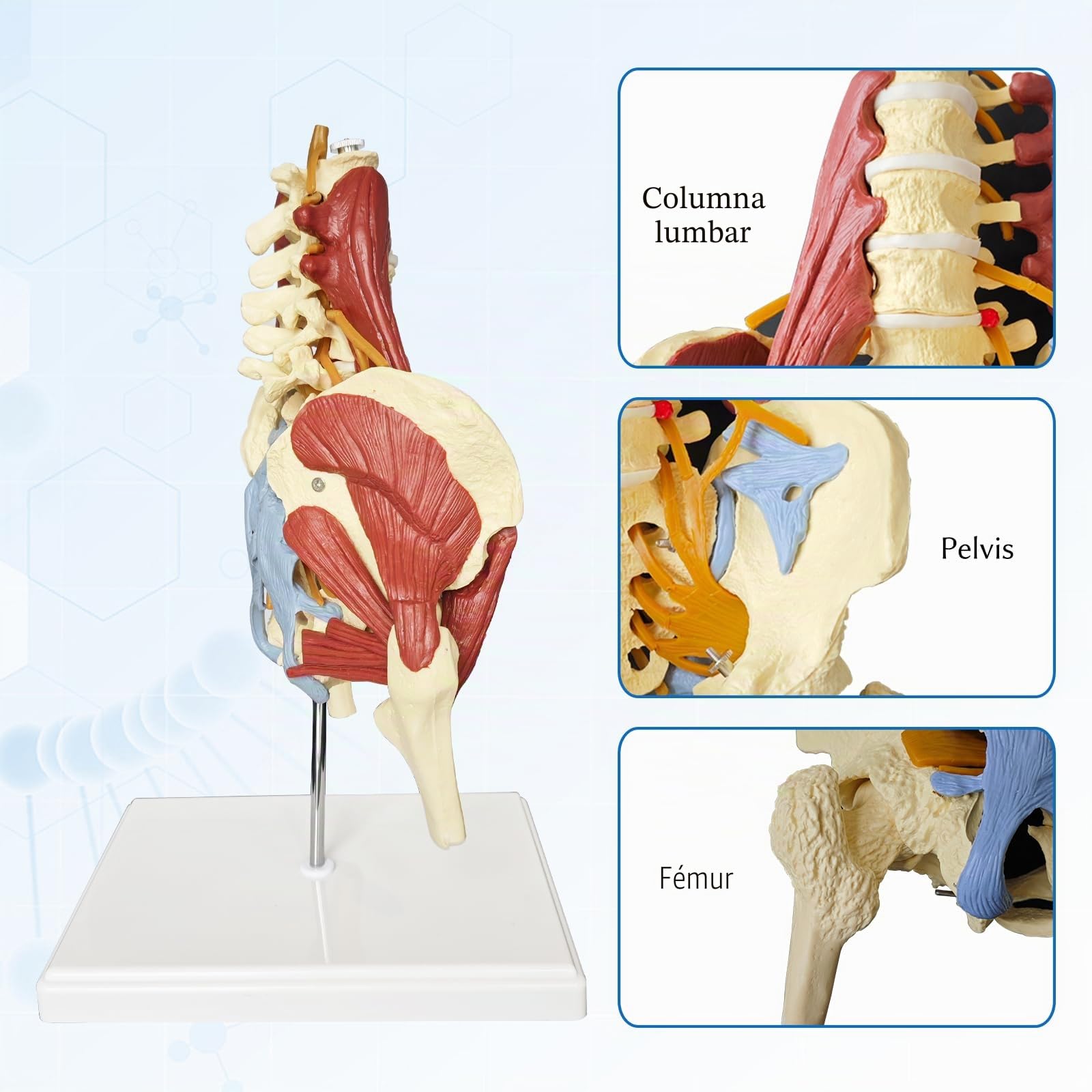 Modelo pélvico Con Columna Lumbar y Músculos Nervios, De tamaño real Modelo De Pelvis Femenina Anatomía Modelo de Anatomía para la Ciencia, Enseñanza, Médicos