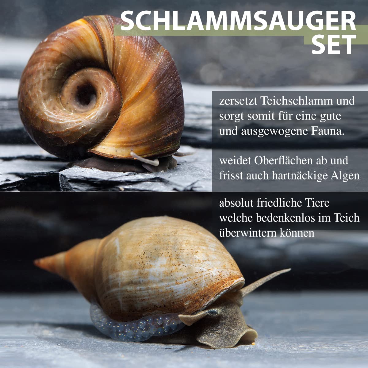 NatureHolic Bio Schlammsauger zum natürlichen Entfernen von Teichschlamm, Teichbecken I 5X Sumpfdeckelschnecke und 5X Spitzschlamm