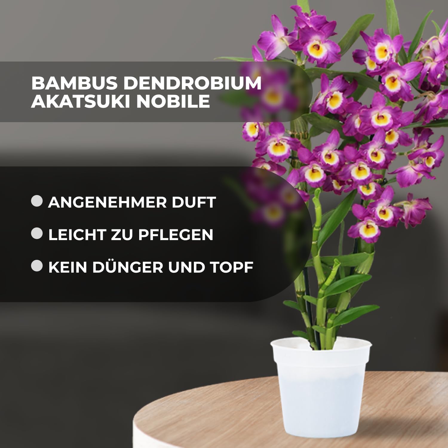 Orchideen Echte Pflanzen Bambus Dendrobium Akatsuki Nobile - 2 große Zimmerpflanzen aus Holland - 30-40 cm hoch - mit Blüten und duftend (Nicht künstlich, ohne Dünger und Topf, keine Samen)