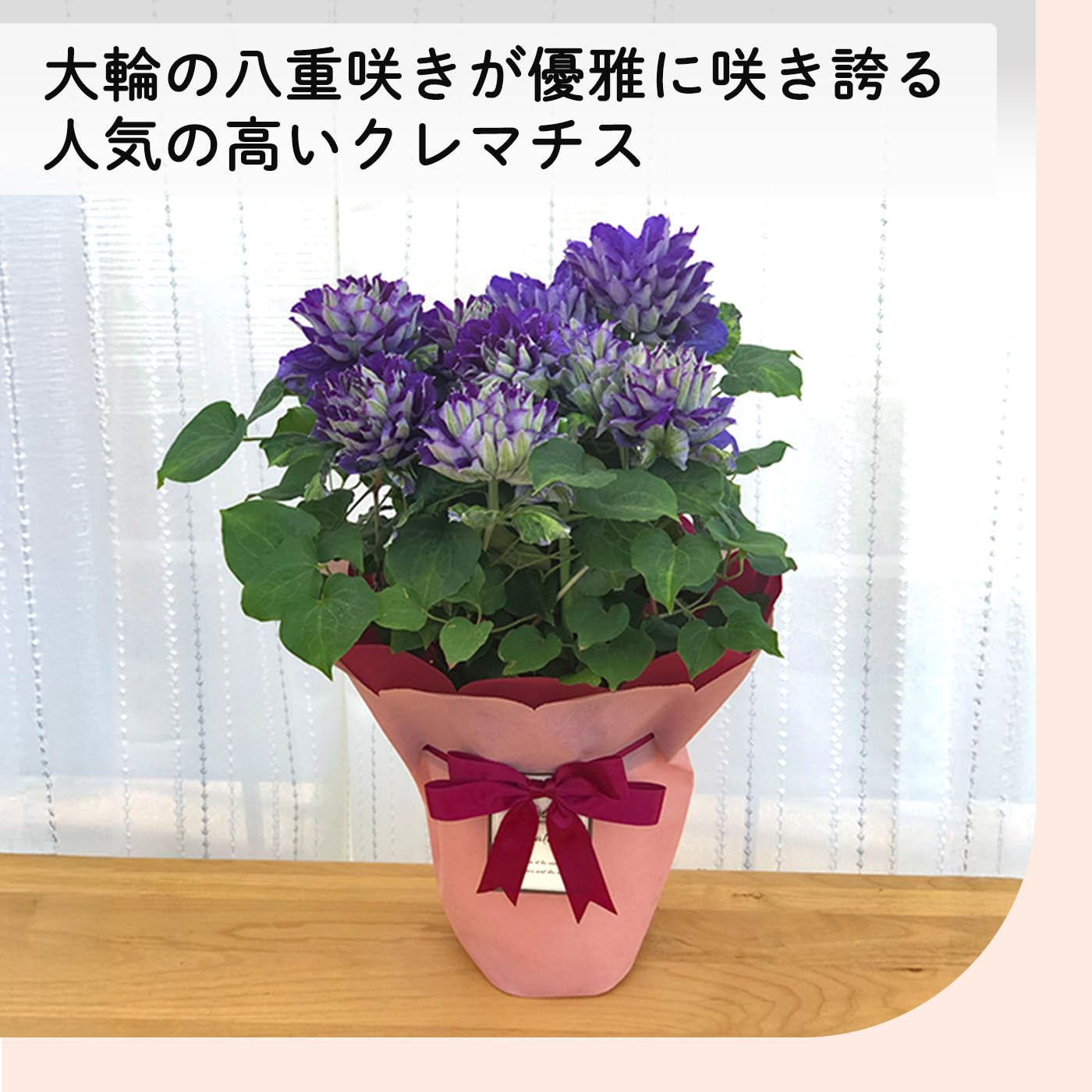 クレマチス　苗　⑥ Amazon｜母の日 プレゼント クレマチス 新紫玉 6号鉢 母の日ギフト 花