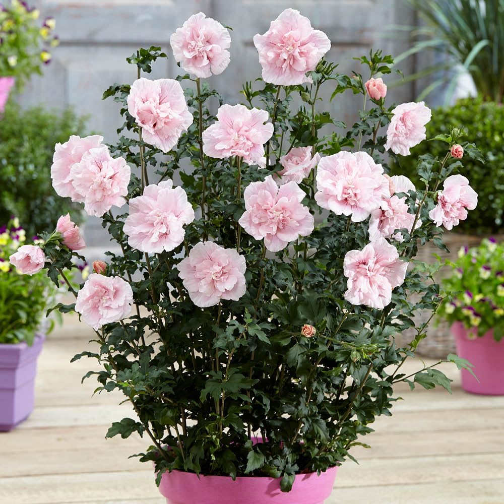 YouGarden Double Flowered Hibiscus 'Chiffon Pink' in a 3 Litre Pot, Potted Hibiscus Plants for Gardens, Supplied as a Garden Ready Established Plant Ready to Plant Out