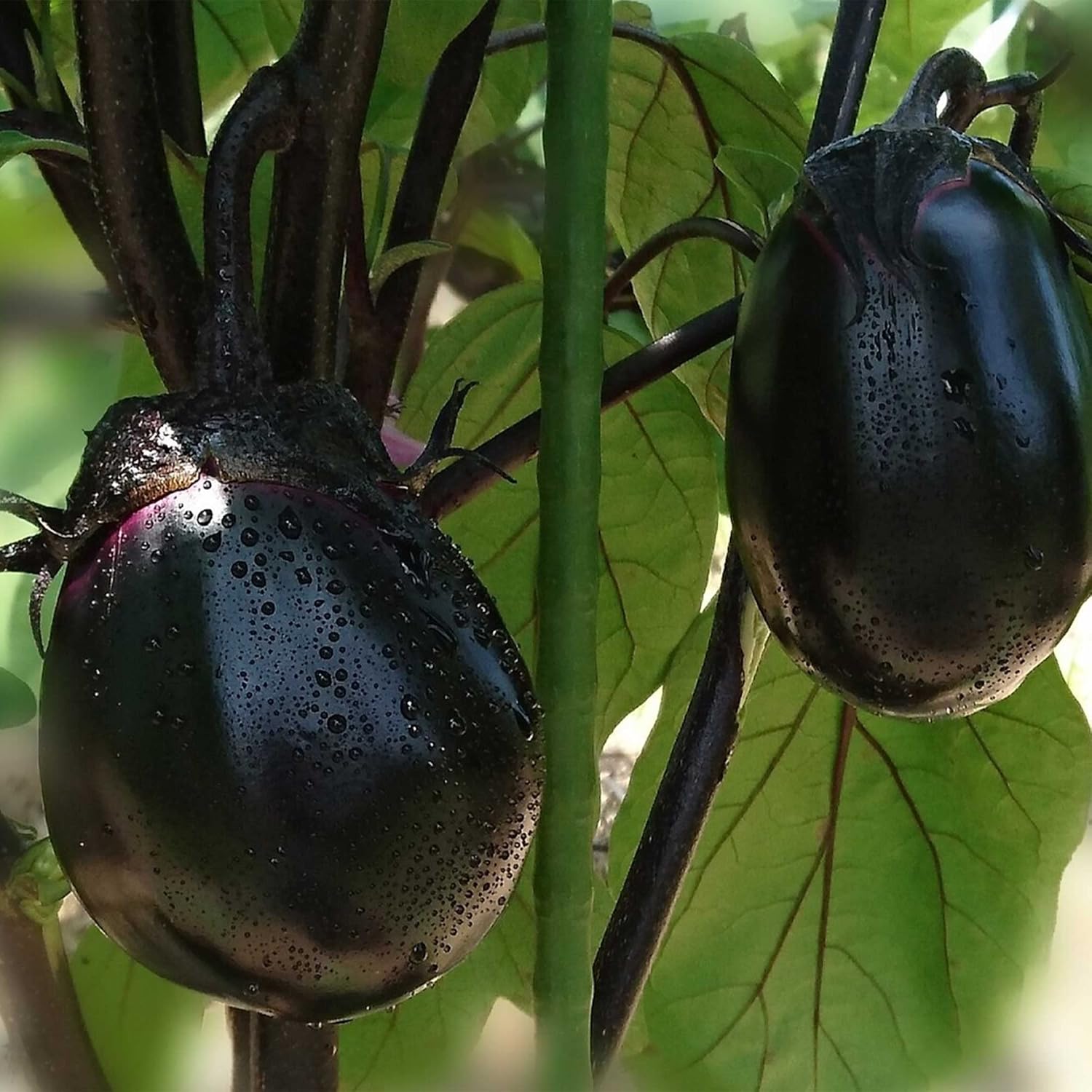 Eggplant Seeds - Kyoto Egg - Hybrid - 1 Oz ~6400 Seeds - Non-GMO, F1 Hybrid - Asian Garden Vegetable