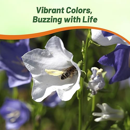 Miniatura 5 de Outsidepride Bellflower Campanula Carpatica Blue & White Garden Flower Plant Seed Mix - 5000 Semillas