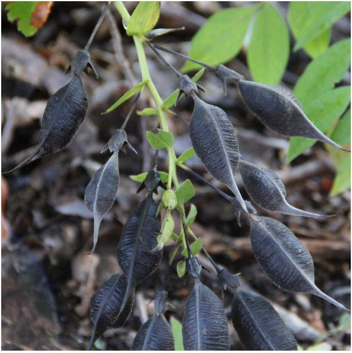 Everwilde Farms - 1 Oz Cream Wild Indigo Native Wildflower Seeds - Gold Vault