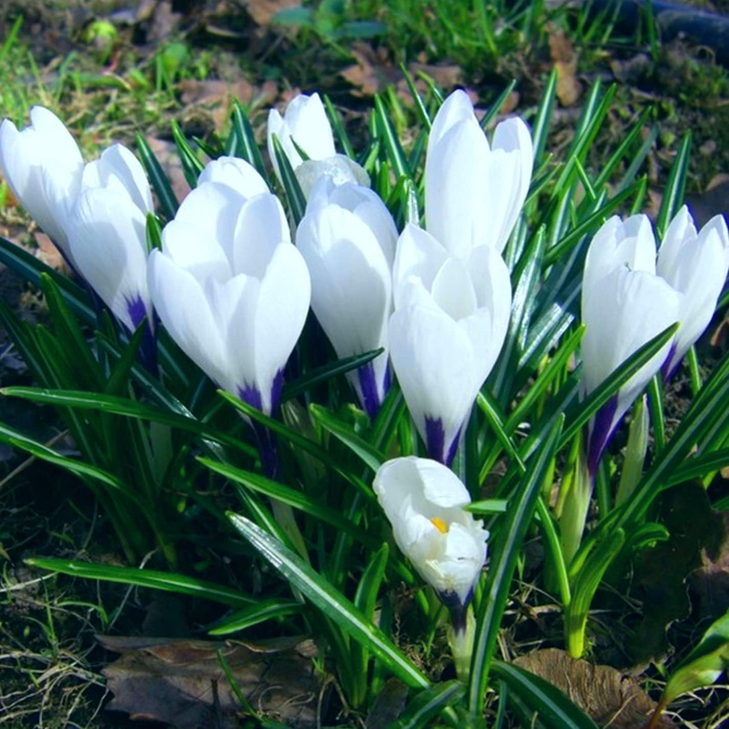 植えやすく お手入れも簡単 クロッカス 球根 ユニークな花 多年生植物 30 球根 A