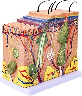Human Skin 35/50/70 Times Human Large Anatomy Skin Enlarged Tissue Structure Model with Hair for Scientific Classroom Research Display Teaching