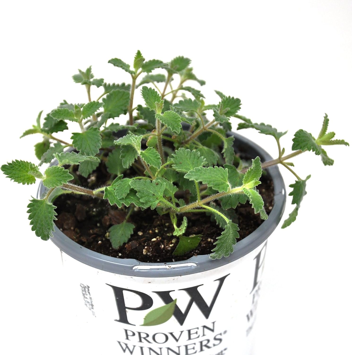 Nepeta faassenii 'Cat's Meow', Catmint, Flowering Plant, pollinator Magnet with Blue-Lavender Blooms and Refined Growth, Container Size: 4.5"