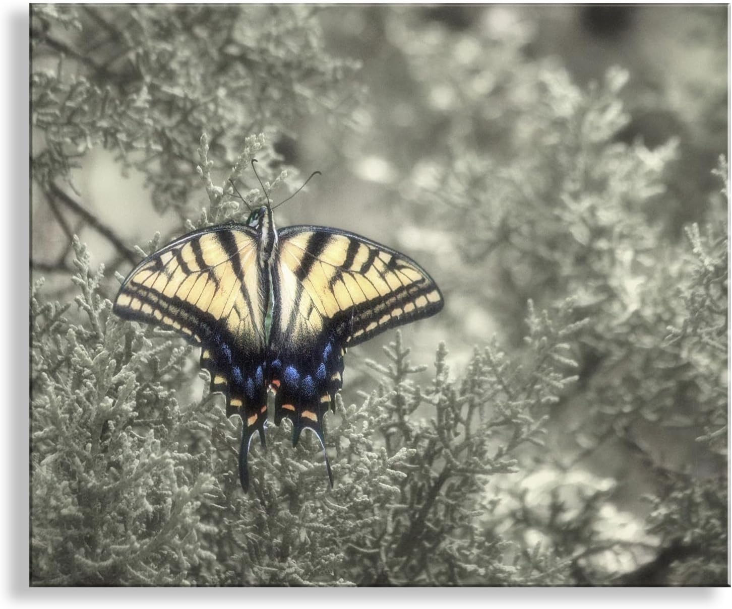Swallowtail Butterfly Nature Photograph