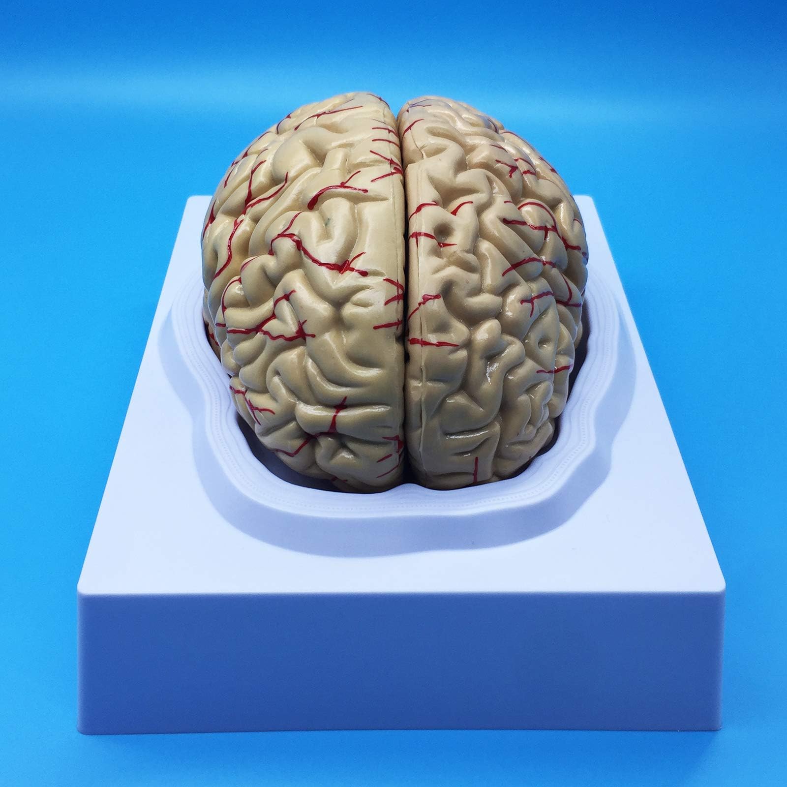Human Brain Anatomical Model, Anatomically Accurate Brain Model Life Size Human Brain Anatomy for Science Classroom Study Display Teaching Model