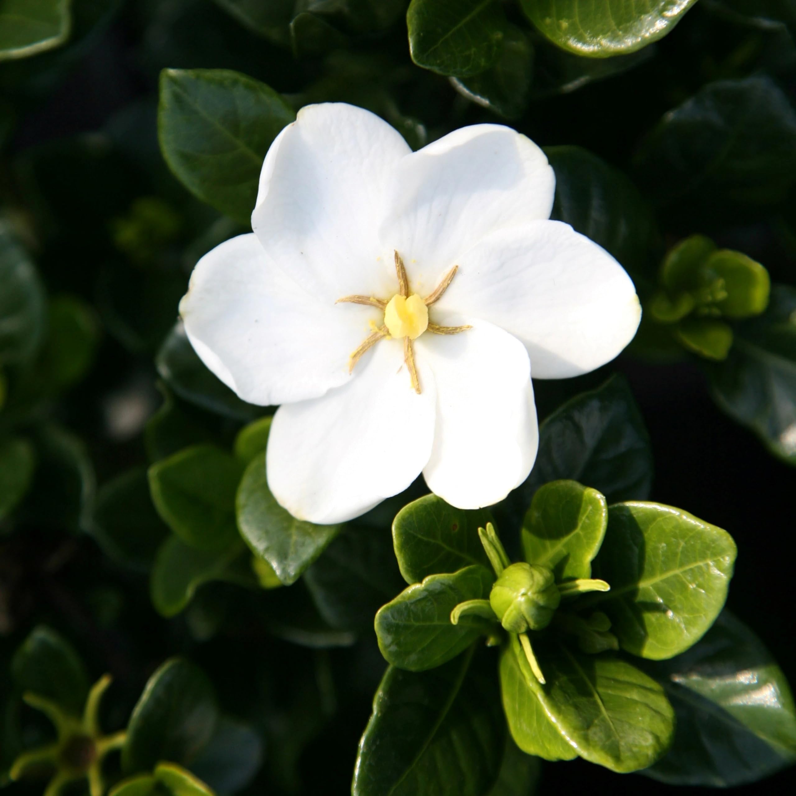 Plant Theory Kleim's Hardy Gardenia Gardenia Jasminoides Shrub Plant 1.5L Pot