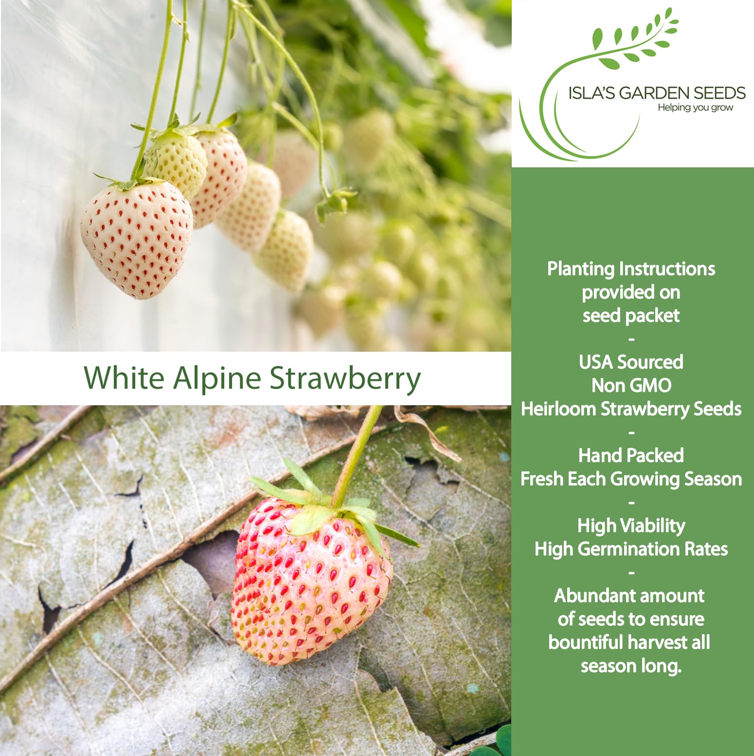 Amazon.com : White Alpine Strawberry Seeds (Fragaria vesca)  50+ Heirloom  Non-GMO Seeds by Isla's Garden Seeds, Pineberry Style, Sweet Aromatic  Berries, Compact Non-Running Plants, Containers, Continuous Harvests :  Patio, Lawn &