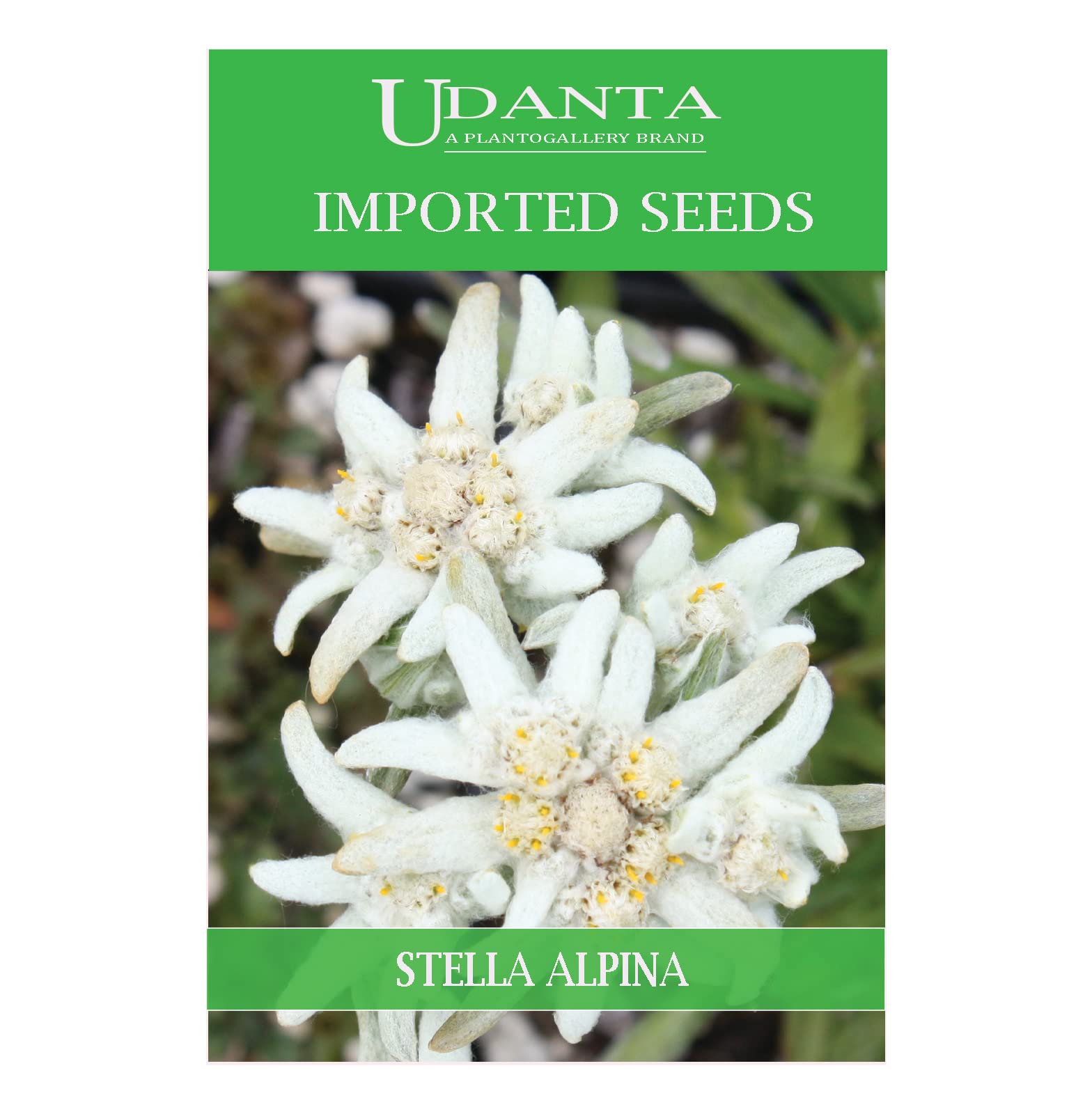 Stella Alpina Edelweiss Perennial Imported Flower Seeds Rare Variety PACK Of 2 Packet-image-31